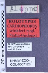 Etiketten zu Cardiophorus winkleri (Platia & Gudenzi, 2002) (NHMW-ZOO-COL-0007126)